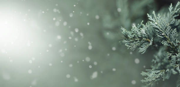 Close up image of green needle of conferous fir tree. stock photo