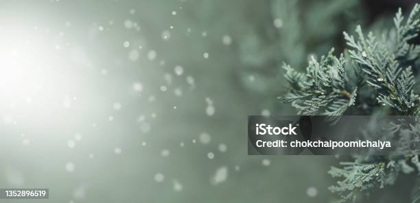 Close Up Image Of Green Needle Of Conferous Fir Tree Stock Photo - Download Image Now