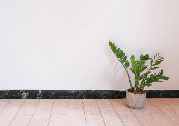 istock Empty room with home plant on the tiled floor across white wall. Home interior. Interior design, Copy space 1352898764