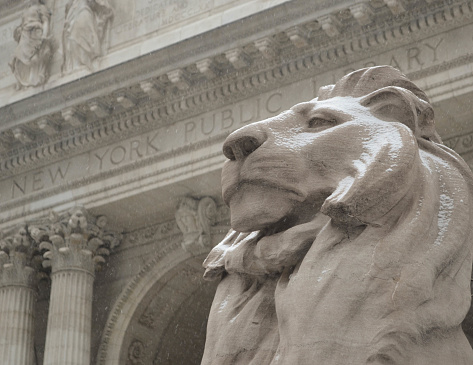 One of the lions in front of the New York Public Library, with a light dusting of snow.