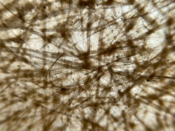 istock Close up view of fibreglass 1352899073