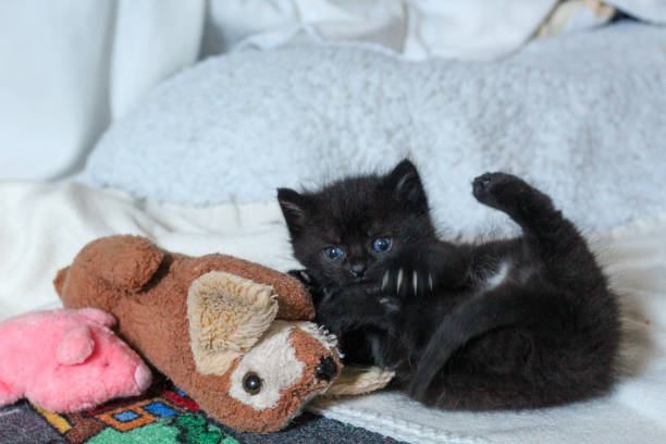 The kitten is only slightly larger than the old stuffed animal
