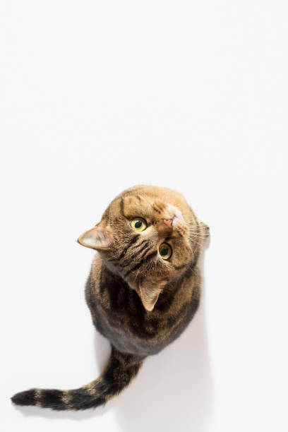 istock A Scottish Straight cat on a white background, looking up, top view, copy space. 1352899196