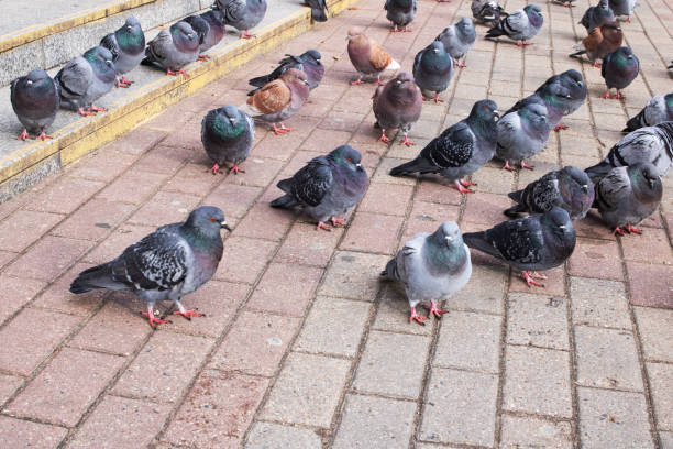 istock A crowd of pigeons sitting on the steps 1352899848