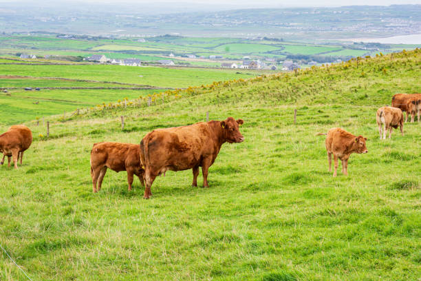 istock Grazing cows in a meadow, Doolin, Ireland 1352899903