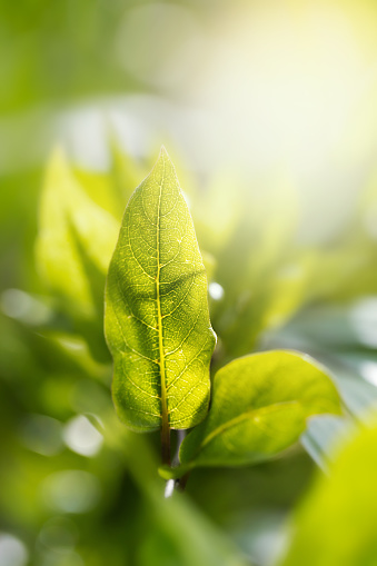 View of green leaves on blurred greenery background in nature.Macro photography with super shallow depth of field.
