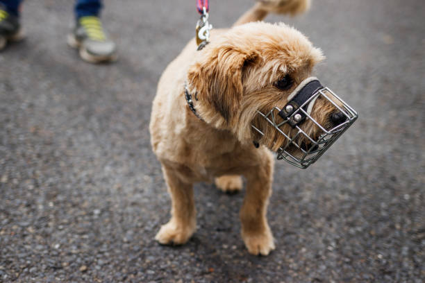 perro pequeño con bozal paseo por la calle - bozal fotografías e imágenes de stock