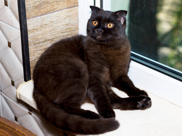 istock beautiful brown scottish cat by the window in the kitchen 1352900067