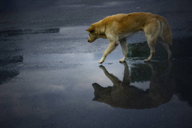 Street dog walking. stock photo