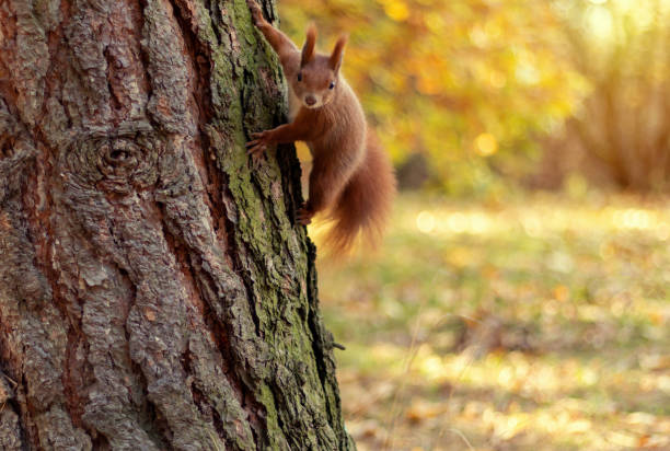 istock Red squirrel in the autumn park. 1352901277