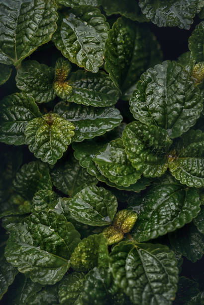Close up of green greeping charlie (Pilea nummulariifolia ) leaves for background. Close up of green greeping charlie (Pilea nummulariifolia ) leaves for background.Macro photography. pilea nummulariifolia stock pictures, royalty-free photos & images