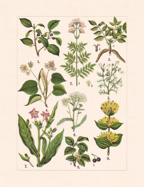 ilustrações, clipart, desenhos animados e ícones de plantas medicinais e úteis, cromatógrafo, publicado em 1900 - chromolithograph