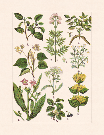 Medicinal and useful plants: 1) Alder buckthorn (Rhamnus frangula, or Frangula alnus); 2) Valerian (Valeriana officinalis), a-flowering stalk, b-fruit; 3) Walnut (Juglans regia), a-stamen catkin, b-female blossom; 4) Lime (Tilia); 5) Chamomile (Matricaria chamomilla); 6) Yarrow (Achillea millefolium); 7) Virginian tobacco (Nicotiana tabacum); 8) European buckthorn (Rhamnus cathartica), a-blossom, b-fruit; 9) Great yellow gentian (Gentiana lutea). Chromolithograph, published in 1900.