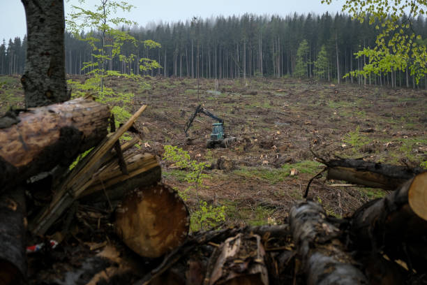 Massive deforestation in Ciucas Mountains, Romania. Massive deforestation in Ciucas Mountains, Romania. Situated in Europe, Ciucas mountains are part of the Carpathian mountain range. pine tree lumber industry forest deforestation stock pictures, royalty-free photos & images