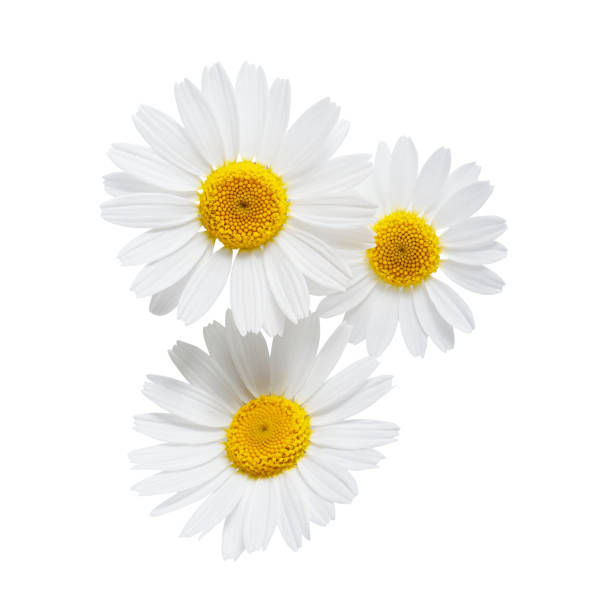 marguerite ou camomille isolée sur fond blanc - white daisy photos et images de collection