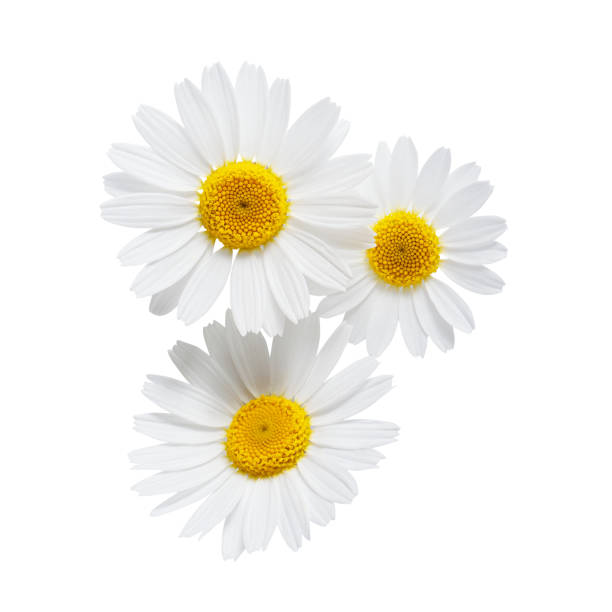 白い背景に隔離されたデイジーかカモミール - chamomile flower field chamomile plant ストックフォトと画像