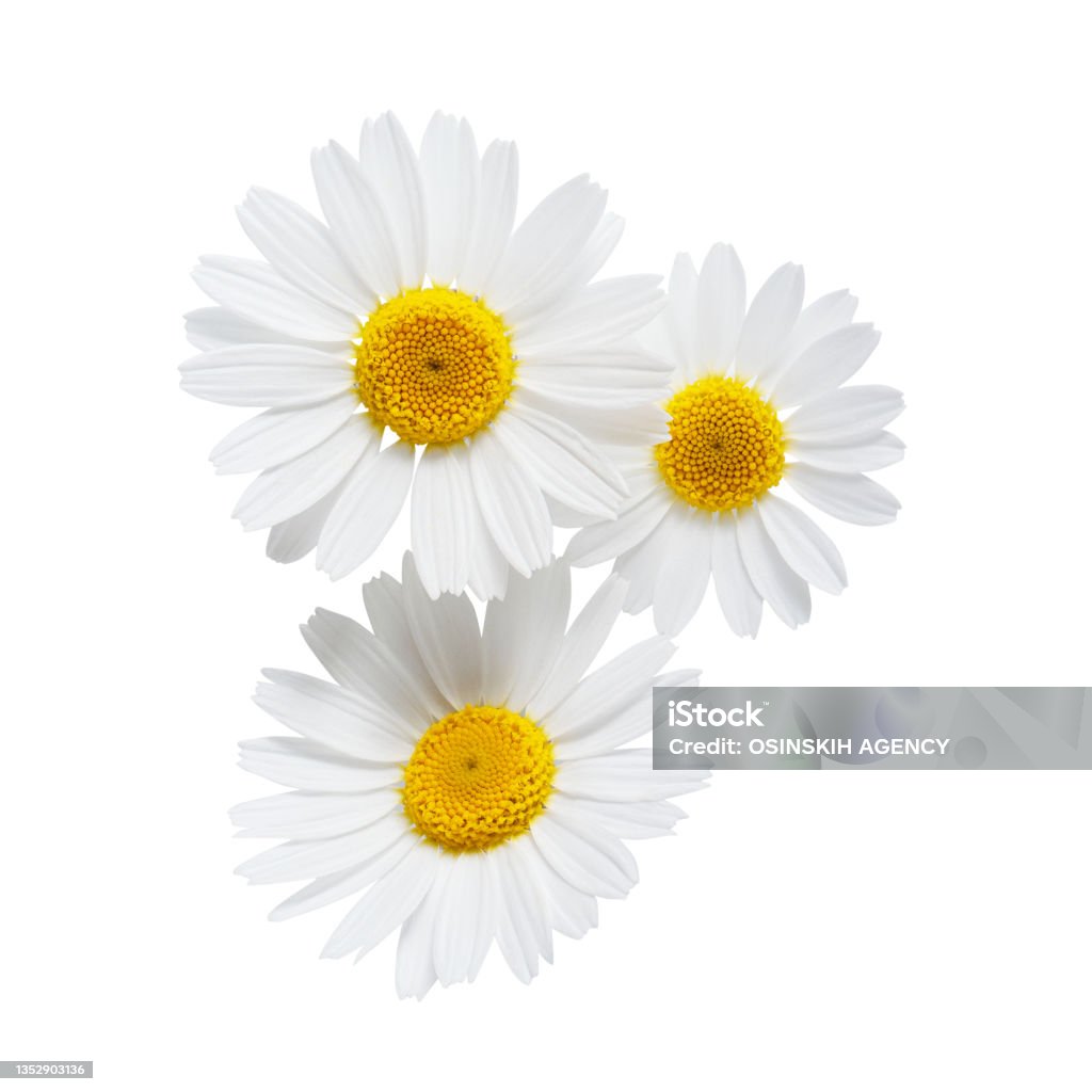 Daisy or chamomile isolated on white background Chamomile Stock Photo