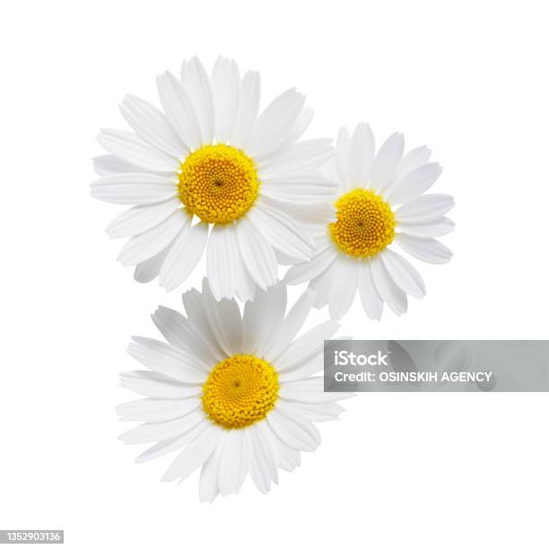 Daisy Or Chamomile Isolated On White Background Stock Photo - Download Image Now - Chamomile, Chamomile Plant, Daisy