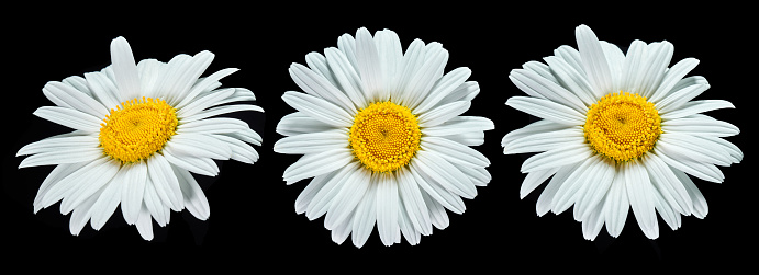 Daisy or chamomile isolated on white background