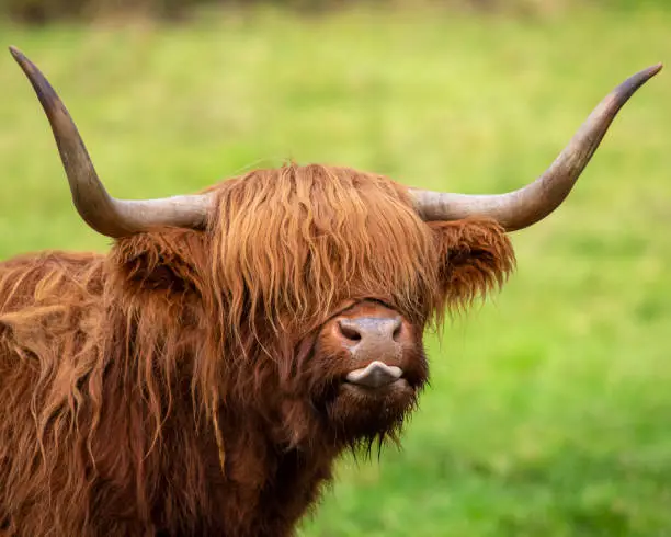 A Highland Cow in Scotland, UK.  Highland Cattle are seen across the Scottish Highlands in the United Kingdom.