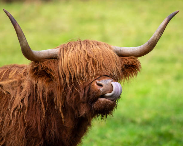 Highland Cow Photo With Tongue Out. Color Cow Photo. 