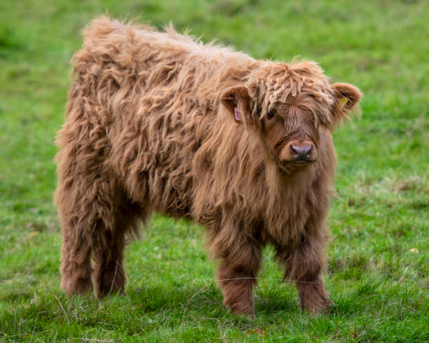istock Young Highland Cow in Scotland, UK 1352904857