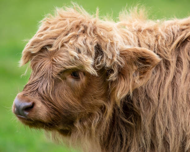 istock Young Highland Cow in Scotland, UK 1352904922