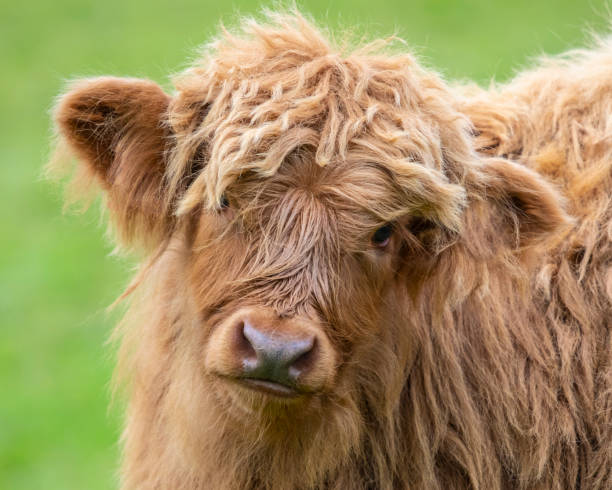 istock Young Highland Cow in Scotland, UK 1352904945