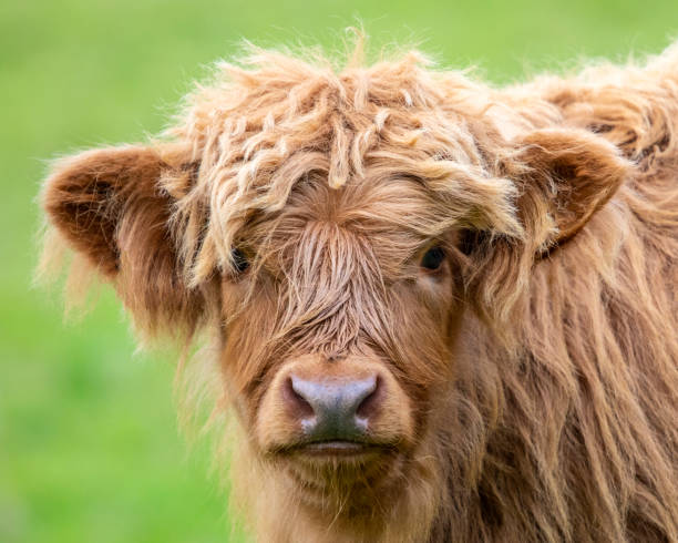 istock Young Highland Cow in Scotland, UK 1352904946