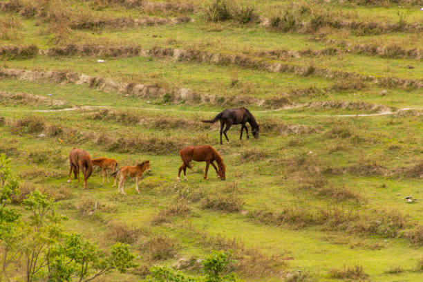 istock Horses grazing at various place 1352905654
