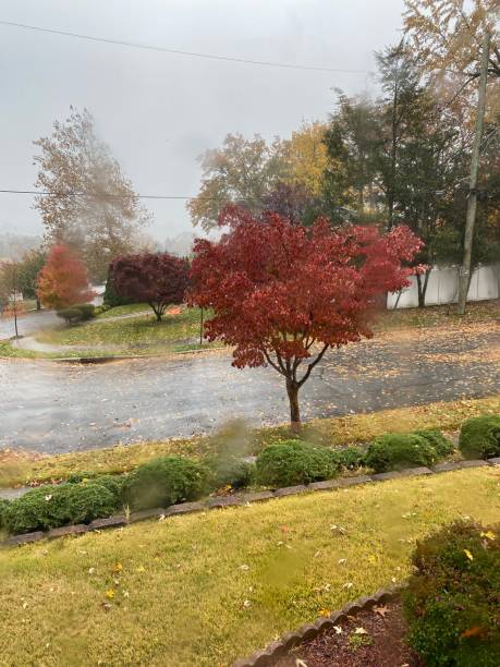 istock Red Japanese Maple in the Rain 1352905672