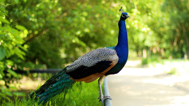 nahaufnahme eines farbenfrohen schönen pfauenvogels mit federn. pfauen-nahaufnahme porträt. - close up peacock animal head bird stock-fotos und bilder