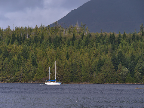 Lonely white colored sailing boat achoring in remote bay near Ucluelet on Vancouver Island, British Columbia, Canada in autumn season with dense green forest and mountain.