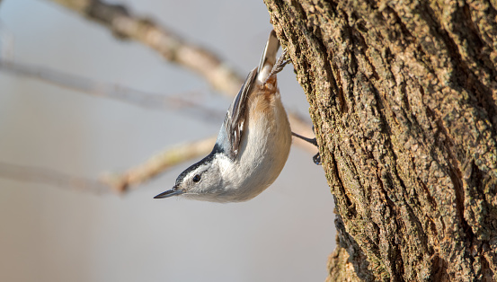 A nuthatch is curiously looking at its surroundings.