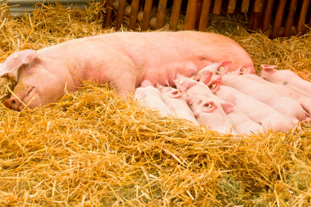 Cute newborn piglets suckle and sleep on mom's breast stock photo
