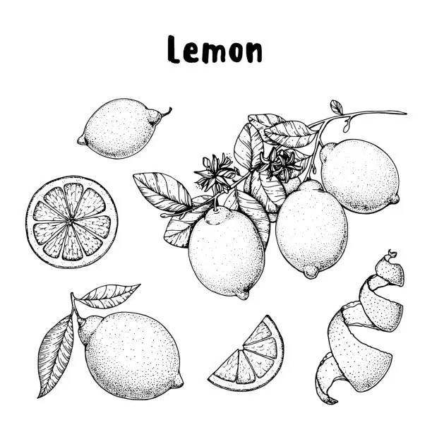 Vector illustration of Lemon hand drawn collection, graphic elements. Vector illustration. Lemon sketch for menu design, brochure illustration. Black and white design. Citrus lemon pattern illustration.