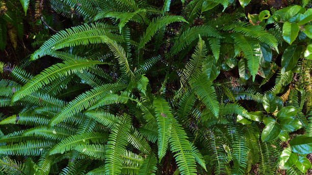 Bright green colored western swordfern plant in temperate rainforest in Pacific Rim National Park Reserve on Vancouver Island, British Columbia, Canada. Focus on leaf in center. Bright green colored western swordfern plant (Polystichum munitum) in temperate rainforest in Pacific Rim National Park Reserve on Vancouver Island, British Columbia, Canada. Focus on leaf in center. sword fern stock pictures, royalty-free photos & images