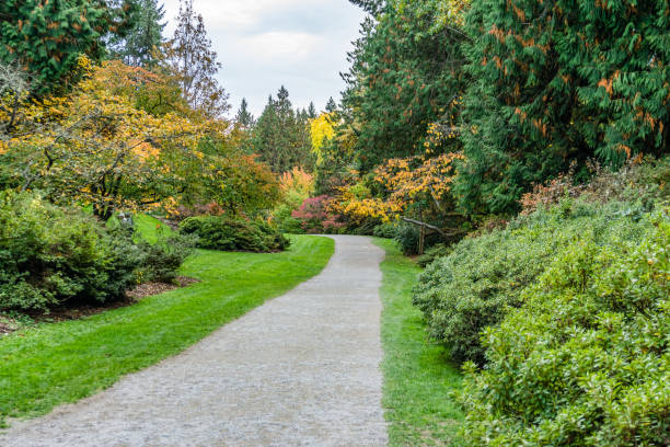 istock Washington Park Arboretum Autumn Path 10 1352909348