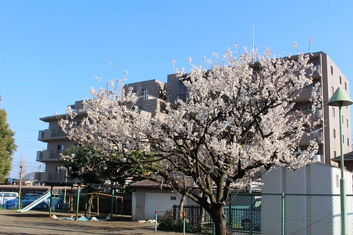 Cherry blossoms in full bloom in a corner of the city