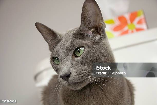 Gato Bonito - Fotografias de stock e mais imagens de Amizade - Amizade, Animal, Casa de Banho - Instalação Doméstica