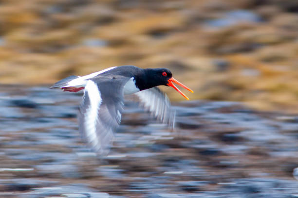 istock Eurasian oystercatcher 1352910340
