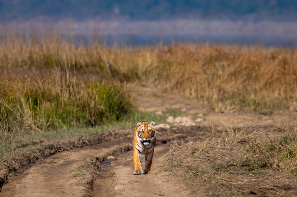 indian wild female tiger or tigress on prowl walking head on forest track in beautiful winter morning light at landscape of dhikala jim corbett national park uttarakhand india - panthera tigris tigris - jim corbett national park 個照片及圖片檔