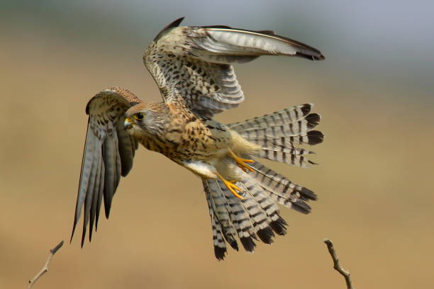 istock Lesser Kestrel - Female 1352911336