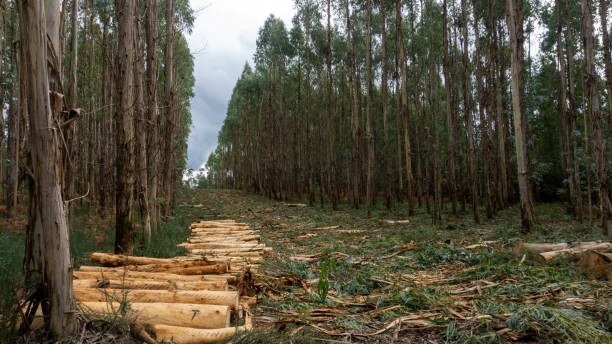 forêt avec arbres abattus - eucalyptus wood photos et images de collection