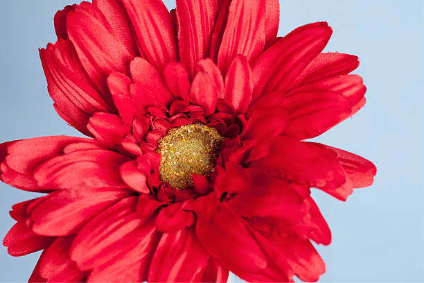 flor vermelha - flower single flower orange gerbera daisy - fotografias e filmes do acervo