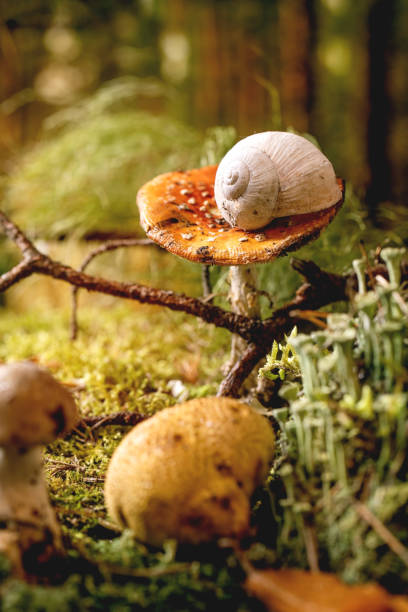istock Fairy tale ambiance magical autumn forest background 1352913590