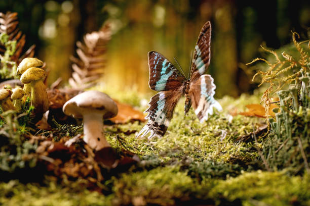 istock Fairy tale ambiance magical autumn forest background 1352913595
