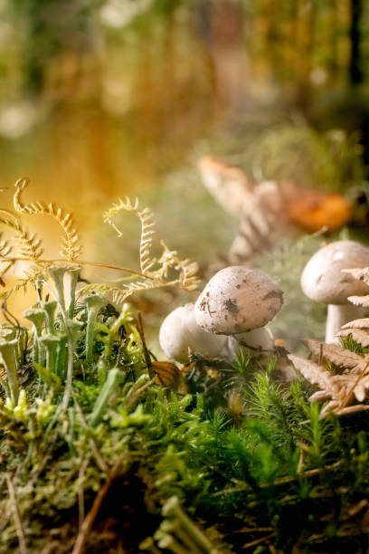 Fairy tale ambiance magical autumn forest background