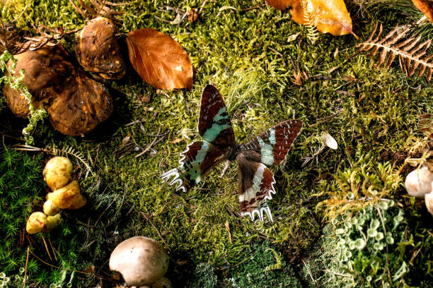 istock Fairy tale ambiance magical autumn forest background 1352913611