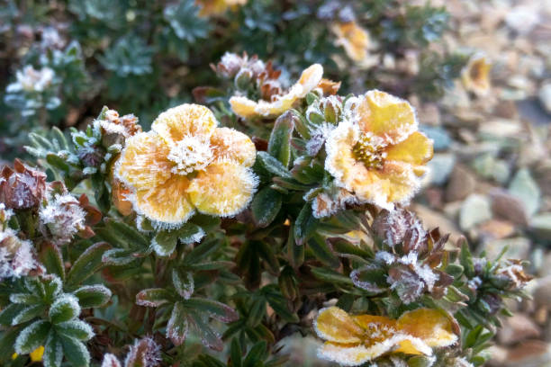 Yellow flowers with green leaves in the first frost covered with snow and frost close-up blurred background stock photo